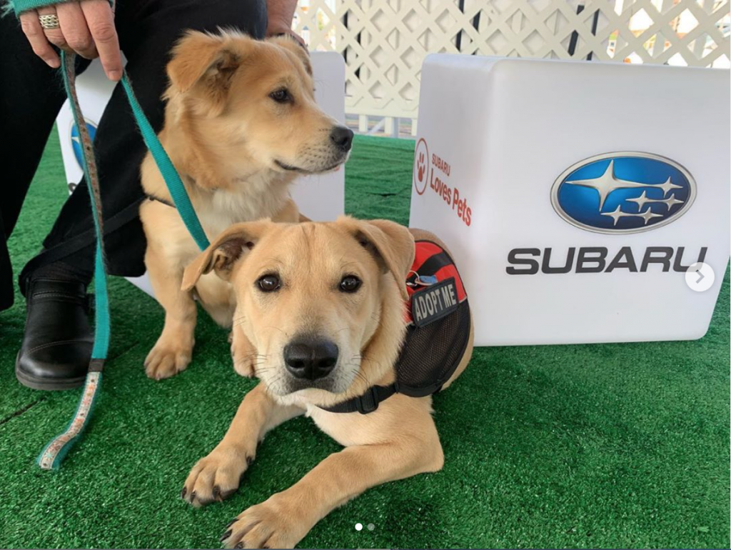 Subaru Pet Adoption x 2019 LA Auto Show
