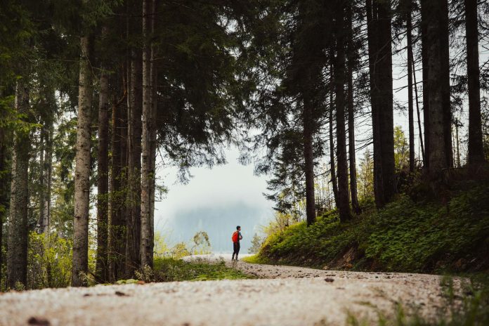 A person walking down a dirt road in the woods