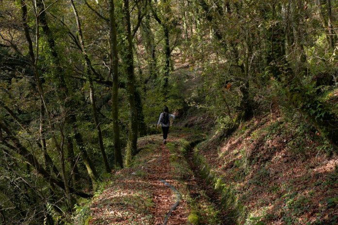 A Back View of a Woman Walking on the Forest