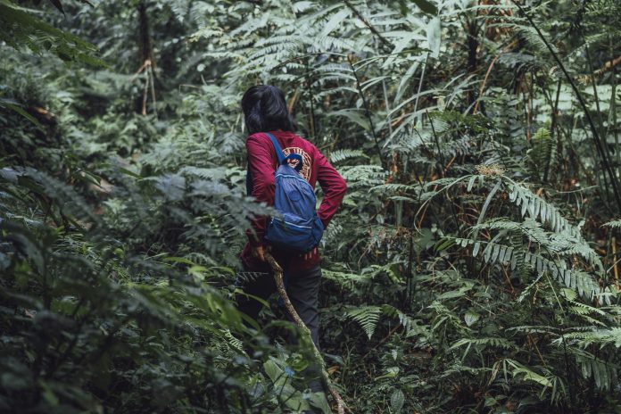 Person with a Backpack Entering the Forest