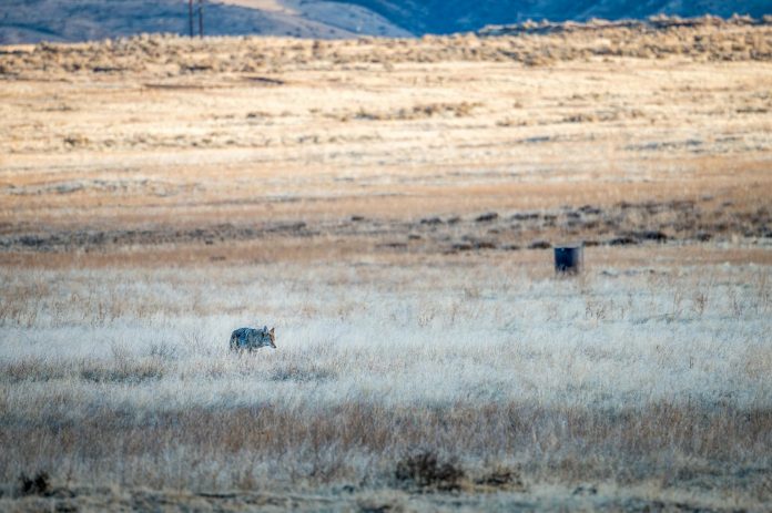 Wild steppe wolf walking in savanna in daytime